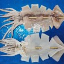 연체동물 - 두족綱 - 개안目 - 살오징어科 - 아르헨티나일렉스오징어 이미지