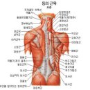 근육풀이 네이버블로그