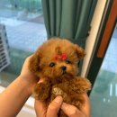 이정훈 강아지 이미지