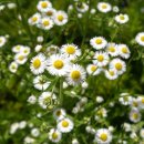 왕관식당 이미지