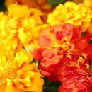 온花