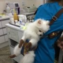 나눔동물병원 이미지