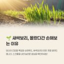 새싹보리 효능 부작용 카페인 영양성분 키우기 요리 먹는법 총정리