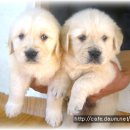 입석애견농장 이미지