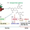 폴리페놀이란? 이미지