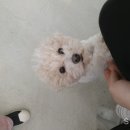 커몽도그 이미지