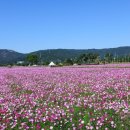 코스모스길14번길 이미지