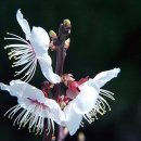 매실향기 이미지