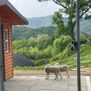 초원한우목장 | 춘천 해피초원목장 입장료 포토존 한우버거 후기