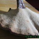 영지식당 이미지