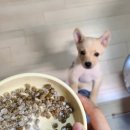 신바이오 | 강아지 유산균) 마이베프 필랩 신바이오스틱 체험후기
