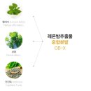 [헬스] 체지방 감소에 탁월한 레몬밤추출물, &#39;체르엠 슬림 핏 파이브&#39;