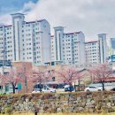 세븐일레븐 춘천 한림대에리트점 | 춘천 벚꽃, 명소로 유명한 소양댐,춘천댐 벚꽃구경 다녀온후기