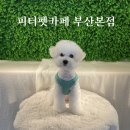 피터펫카페본점 이미지