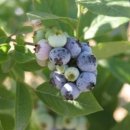 엘림농장 이미지