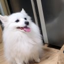 강아지마을 이미지