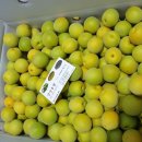 순창토종매실 이미지