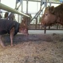 람세스한우농장 이미지