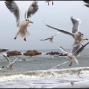 왕릉갈매기 이미지