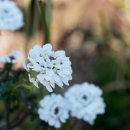 이베리스 이미지