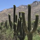 신대륙목장 이미지