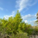 솔라즈 | Solaz, a Luxury Collection Resort, Los Cabos 솔라즈 어 럭셔리 콜렉션 리조트 로스카보스 조식과...