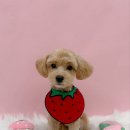 쓰다드멍 이미지