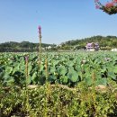 고성 낚시터 | 더불어 산다는 것(배해주 수필집 '비의 노래') 청도 유등지 연꽃, 대구 경산 연꽃명소 삼정지,경산진못...