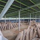 한국에너지 5호 태양광발전소 | [태양광발전소매도]경기도 안성시 100kW급 버섯재배사 5구좌매매