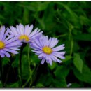 쑥부쟁이 이미지