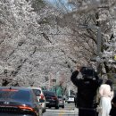 &#34;이 속도면 2월 벚꽃축제&#34;…꿀벌에게 악몽 덮쳤다