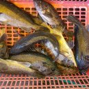 스카이좌대낚시터 이미지