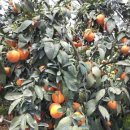 삼우농원 이미지