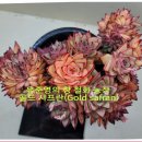 골드다육 이미지