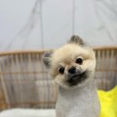 여수죽림동물병원 애견미용실 이미지