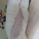 동물병원 누리에뜰 이미지