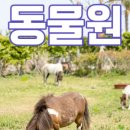 아일랜드플라워 네이버블로그