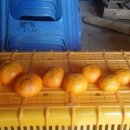 강정동-43 이미지