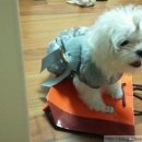 진보퍼피 | 진보퍼피에 다녀왔어요! ^^