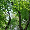 우면산3-9 이미지