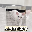 임학역카페 인천고양이카페 고양이호텔과 고양이카페가 함께 있는 노라조야옹아 반려묘카페 솔직후기