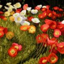 꽃피는날 이미지