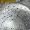 어쩌다 구피에서 EMB 데려온 후기 :: 일렉트릭 모스크 블루 빅테일 구피