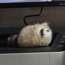 대림테크 | 로지텍 리프트 사설 수리 후기 (클릭 안됨) 나윤테크 방문 후기