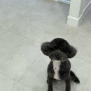 내동애견 이미지