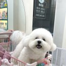펫샵 | 광안리애견미용 쁘띠몽펫샵 비숑 미용 후기