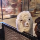 테이블에이 이미지