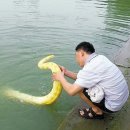 황금호숫가 이미지