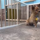 하이멍뭉 이미지