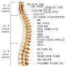 경추,흉추,요추가 미치는 영향 이미지